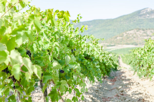 shutterstock_1519080383